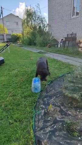 The video shows a dark brown Labrador dog playing with a large, empty plastic water bottle in a backyard. The dog is standing on green grass and actively biting and puncturing the bottle with its teeth, causing crinkling and popping sounds. In the background, there's a residential area with a brick house, a lawn mower, and some garden furniture. The sky is clear with some scattered clouds, suggesting a sunny day. A black tarp is also visible on the edge of a garden bed.