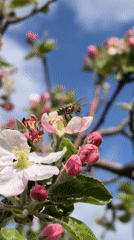 Honey bee forages on apple blossoms in spring documentation