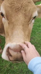 Hand-feeding cows in a Burgoberbach pasture