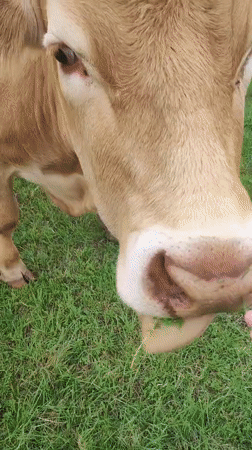 Hand-feeding cows in a Burgoberbach pasture