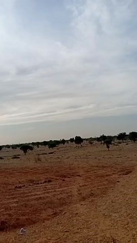 The video shows a dry, arid landscape with scattered trees under a cloudy sky. The ground is primarily reddish-brown soil with some patches of vegetation. A few trees dot the horizon, and there appears to be a person sitting in the distance. The sun is obscured by the clouds, creating an overcast lighting. The camera seems to be handheld and moving.