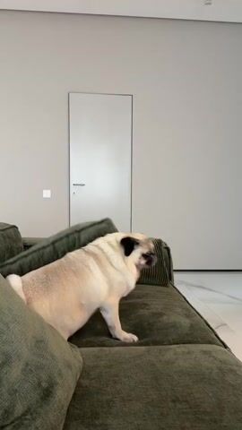 The video shows a pug dog on a sofa. The dog is light brown with black markings on its face. It is standing on the green sofa and looking around. The background is a modern room with a light gray wall and a closed door. There is a white light switch on the wall to the left of the door. The floor is white and appears to be tiled. The lighting suggests it is daytime. The pug appears to be alert and curious.