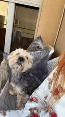 Morning coffee and dog time on Budva balcony