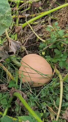 The video shows a close-up, overhead shot of a pale orange pumpkin nestled amongst green vines and leaves on the ground. The pumpkin is elongated and has a green stem attached. The surrounding vegetation is dense and appears to be a garden or field. The lighting suggests it is daytime.