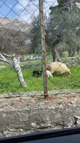 The scene is a fenced grassy area with sheep grazing, filmed through a car window. The foreground consists of a chain-link fence, with a weathered stone barrier at its base. Beyond the fence, a lush green field is dotted with patches of wildflowers. Three sheep are grazing in the field: one is light beige, another is mostly brown, and a third is small and white, presumably a lamb. In the background, olive trees stand, with the trunks of the trees visible. Further back, a series of rectangular structures, possibly beehives, can be seen. The sky is partly cloudy with blue patches. The video is filmed from inside a car, evident from the reflections on the glass. The mountain range can be seen in the distance.