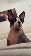 Sphynx cat sits on couch in Netanya home