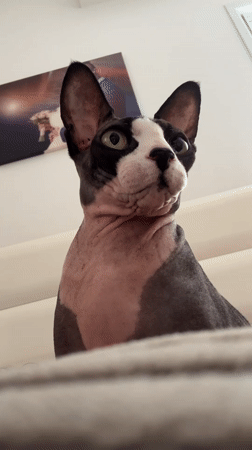 Sphynx cat sits on couch in Netanya home