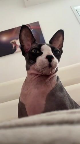 Sphynx cat sits on couch in Netanya home