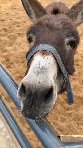 A brown donkey with a white nose is standing in a sandy pen. The donkey is wearing a gray halter. It has long ears and a brown mane. The donkey is looking at the camera. The pen is made of gray metal bars. The ground is covered in light brown sand.