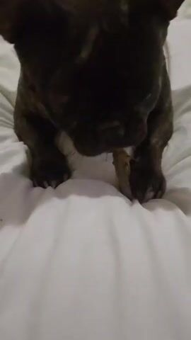 A French Bulldog is shown from a top-down perspective, its head lowered and focused on something between its paws. The dog is dark-colored with brindle markings. Its front paws are positioned on a white, wrinkled surface, possibly a bedsheet. The dog's tongue briefly flicks out, appearing to interact with the unseen object. The background is the same white, wrinkled surface.