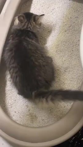 A kitten with gray and brown fur is in a litter box filled with white litter. The kitten is curled up, facing away from the camera, and does not appear to be moving. The litter box is gray.