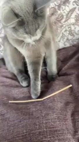 A gray cat with yellow eyes sits on a dark purple pillow, atop which a thin, light brown stick lies. The cat extends its right paw toward the stick and touches it gently. The background includes a beige and white patterned cushion or wall covering.
