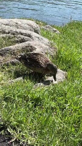 A single duck is seen in a sunny, outdoor setting next to a body of water. The duck, with its brown and speckled plumage, is positioned on the grassy bank, next to several light-colored rocks. In the initial frames, it is pecking at something on a rock near the water's edge. The water itself appears calm and blue, suggesting a clear day. Lush green grass covers the foreground and the areas around the rocks. The duck then takes a few steps, moving slightly further into the grassy area. No people are visible. The scene depicts a tranquil moment in nature.