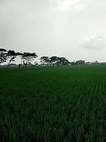 The video shows a train moving along a track in the distance, seen from across a lush green rice field. The sky is overcast, and several trees line the track. Buildings are visible in the background, beyond the trees. The camera is static, focusing on the view of the train traversing the landscape.