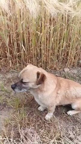 The video begins with a close-up shot of a light brown dog sitting in dry grass. The dog is facing left, with its head slightly turned towards the right. Behind the dog is a field of tall, dry wheat or barley stalks. The camera then pans up and to the right, revealing a vast field of wheat or barley stretching into the distance. The sky above is partly cloudy with patches of blue. In the background, a tall, dark pole-like structure with some foliage at its base is visible in the middle ground, and a power line pole is seen on the right side of the frame. The camera continues to pan, showing the wind blowing through the grain, creating a wavy effect. The dog remains visible in the foreground, though it is no longer the primary focus. The video ends with a wide shot of the field and the sky.