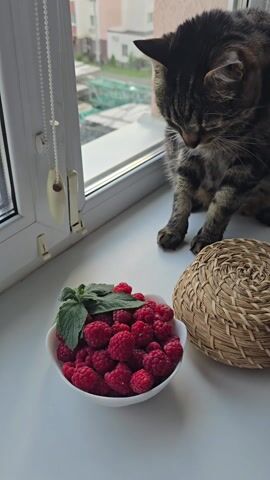 A tabby cat lies on a windowsill next to a bowl of raspberries and a woven sphere. The cat is looking down at the raspberries, and then it turns its head and sniffs the woven sphere. The video is shot from a high angle, looking down at the scene. The lighting is natural, coming from a window. The environment appears to be indoors, with a window looking out onto buildings.