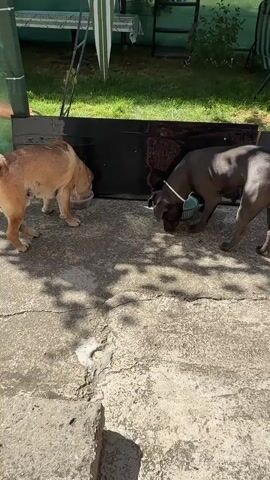 Two dogs, one tan and one dark gray, are eating from separate bowls placed on a concrete surface in an outdoor setting. The tan dog is on the left, facing a black structure and eating from a clear bowl. The dark gray dog is on the right, facing the same black structure and eating from a green bowl. Both dogs appear to be focused on their food. The environment includes a grassy area in the background and shadows cast by sunlight.