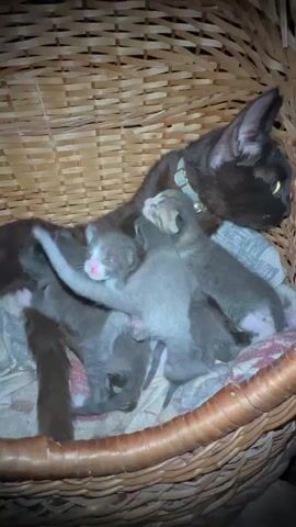 In a rustic woven basket, a dark-furred mother cat rests with her litter of five tiny kittens. The kittens, varying in shades of gray with some white markings, are nestled closely against their mother and each other, seemingly asleep. Their eyes are closed, and their small bodies are soft and vulnerable. The mother cat, with a light-colored collar adorned with a small bell, appears watchful and protective, her head turned slightly as if observing her surroundings. The scene is dimly lit, suggesting it might be nighttime or an indoor setting with low light. The basket, made of natural fibers, adds to the cozy and somewhat primitive feel of the environment. The overall atmosphere is one of peace, maternal care, and the quiet innocence of newborn life. The location context provided is Ravna Gora, Bulgaria.