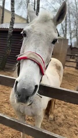 A close-up shot focuses on a white horse wearing a red and white halter, standing behind a wooden fence in what appears to be a paddock or stable area. The horse is facing the camera and occasionally turns its head slightly. The ground within the enclosure is covered with sand or dirt. In the background, there are birch trees, a small wooden building, and a glimpse of a building with a pink and white facade. The sky is overcast. The overall impression is of a calm, rural setting.