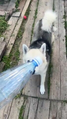 A husky dog is held by its collar as someone attempts to give it water from a plastic bottle. The dog is standing on wooden planks outdoors.