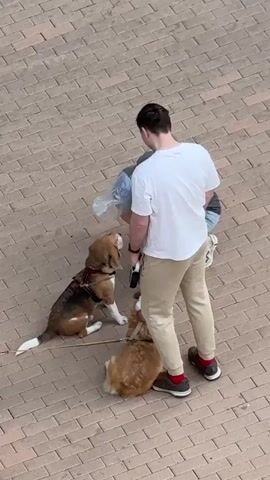 A top-down shot shows two people and two dogs on a brick walkway. The person on the left is bent over and petting a beagle that is sitting on the ground. This person has long brown hair in a ponytail. The other person, on the right, is standing, and also petting the beagle. They are wearing a white T-shirt, tan pants, and dark tennis shoes with red socks. The other dog, which appears to be a corgi, is lying on the ground near the standing person. The beagle is wearing a harness and has a leash attached.