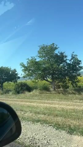 The video captures a view from a moving vehicle, likely a car, looking out a window. The scene is dominated by a bright blue sky with some faint cloud streaks, suggesting a sunny day. In the foreground, a dirt or gravel road runs horizontally across the bottom of the frame. To the left, a portion of a black car mirror is visible, indicating the perspective is from the driver's or a passenger's seat. In the middle ground, a large, leafy green tree stands prominently. Beyond the tree, a field of green and yellow crops, possibly sunflowers, stretches towards the horizon. Another smaller tree is visible to the left of the main tree. In the distance, rolling hills can be seen under the expansive sky. The video appears to be shot during daylight hours, with the sun casting a bright light on the landscape.