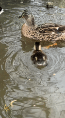 Duck family with ducklings spotted swimming in Stamford pond
