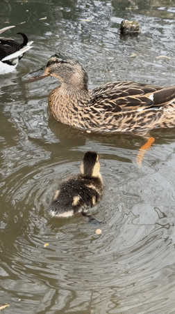 Duck family with ducklings spotted swimming in Stamford pond