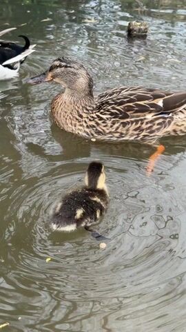 The video shows a duck and a duckling swimming in a body of water. The mother duck is brown with black patterns and a black bill. The duckling is smaller and dark, with yellow patches. It is seen swimming in a circular motion in the water. The water is murky and reflects the overcast sky. There are some leaves and small plant pieces floating in the water. Other ducks are visible in the background.