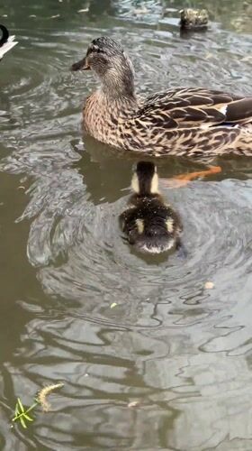 Duck family with ducklings spotted swimming in Stamford pond