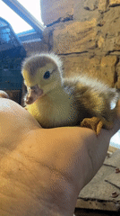 Tiny duckling rests in a palm in Shcherbanka, Ukraine