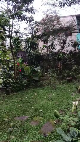 The camera moves through a lush green garden towards a house in the background. The garden contains a variety of plants and trees. The grass is a verdant green, and there are stepping stones on the ground. The house is a light color. The sky is overcast. A bird chirps loudly.