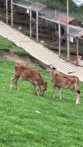 Two brown calves stand on a grassy hill.  In the background, behind the calves, is a series of metal cages that appear to house chickens.  There's a concrete walkway in front of the cages.  A sign in Russian that reads "Las Vegas" is visible, also in the background.  The calves are interacting, bumping heads and rubbing against each other. One calf has a yellow ear tag.