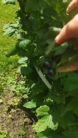 The video shows a close-up of a person's hand picking blackcurrants from a bush. The hand, with a manicured fingernail, reaches in and gently plucks a cluster of ripe berries. The blackcurrants are dark and round, growing in small bunches on a leafy green branch. The background consists of more green foliage and a hint of grass and soil, suggesting an outdoor setting, likely a garden or farm. The camera angle is focused on the action of picking the berries.