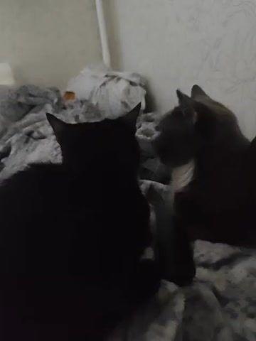 This is a close-up video of two cats on a bed. The cat in the foreground is black, and the cat in the background is gray with a white chest. A hand with painted fingernails enters the frame from the right and gently pets the gray cat's head. The black cat is facing away from the camera, and the gray cat is facing towards the black cat. The cats are on a gray, fuzzy blanket. The background is blurred but appears to be a wall with a patterned wallpaper.