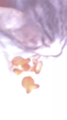 A grey and white tabby kitten with its head down is eating goldfish crackers from a white surface. The kitten is licking the crackers, and some crumbs are scattered around.