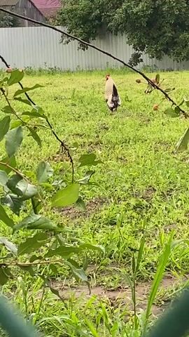 A rooster stands in a grassy field, its back to the camera. The rooster has a black and white tail and a light brown body. It is facing away from the viewer, towards a white fence and a building in the background. Green trees are visible behind the fence. In the foreground, there are branches with green leaves and small red berries, partially obscuring the view of the rooster. The grass is green and appears somewhat uneven, with patches of darker soil showing through. The scene suggests an outdoor, possibly rural or suburban setting. The lighting appears to be natural daylight, with the sky possibly overcast. No text is visible in the media.
