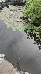 Lazy summer afternoon: garden pond, poodle, and cloud-watching in rural Russia