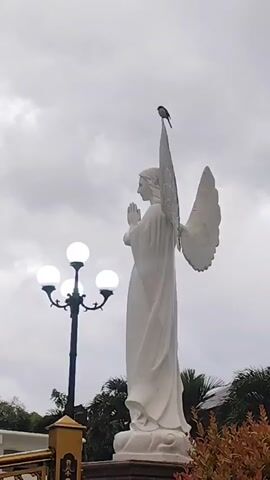 A small bird is perched on top of a white angel statue. The statue is tall and has wings. It is outdoors, with a cloudy sky in the background. A lamppost with three lights is visible to the left of the statue. There are some bushes in the foreground. The video is short and shows the bird sitting on the statue.