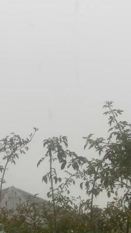 The video shows a close-up view of branches and leaves of several plants against a hazy, overcast sky. The plants are in the foreground, with their leaves and thin branches visible. Some of the branches have small buds or undeveloped flowers. In the background, a portion of a roof with visible tiles can be seen peeking through the foliage. The overall environment appears to be outdoors, possibly in a garden or yard, and the weather seems to be foggy or very cloudy, creating a diffused light. The camera is relatively still, with only slight movements suggesting a handheld recording. There are no people or visible animals in the frame.