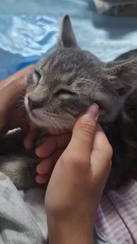 The video shows a close-up shot of a person's hands gently stroking the face of a gray tabby kitten. The kitten has its eyes closed and appears relaxed. The background is blurry but suggests a soft surface, possibly a blanket or bedding, with some blue material visible. The lighting is soft and natural. The video is shot from a slightly elevated angle, looking down at the kitten and hands.