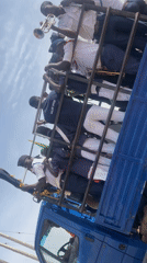 Parade band travels in caged truck bed in Nigeria