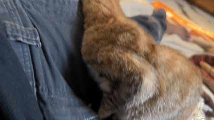 Tabby kitten cuddles with person in Jos, Nigeria