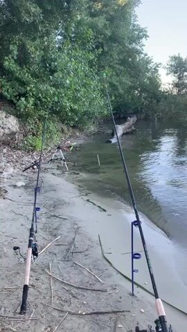 The video shows a sandy riverbank with two fishing rods set up. The water is calm and clear, with submerged vegetation visible. A large, waterlogged tree trunk lies near the shore. Dense green foliage forms a backdrop to the scene. The camera is positioned low to the ground, looking out towards the water. No people are visible in the frame. The lighting suggests it is daytime, possibly late afternoon or early morning due to the soft light. The overall atmosphere is peaceful and serene, indicative of a fishing excursion.