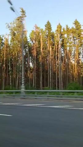 The video shows a view from a moving vehicle, looking out at a forest lining a road. The sun is low in the sky, casting a warm light on the trees, many of which are tall and slender pines. A guardrail separates the road from the trees. The road itself is asphalt with white lane markings. The sky is clear and blue. The movement of the vehicle suggests the perspective of someone traveling along the road.