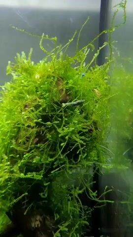 A close-up, vertical, medium shot shows a dense, green, bushy aquatic plant with long, wispy strands. A small, slender, translucent shrimp with faint blue and silver markings swims horizontally within the plant. A smaller, bright blue shrimp is visible above and to the right of the larger shrimp. The plant is attached to a dark, textured object, possibly wood, at the bottom of the frame. The background is blurred, suggesting an aquarium environment with a glass pane reflecting light. The lighting is bright, highlighting the vibrant green of the plant and the delicate features of the shrimp.