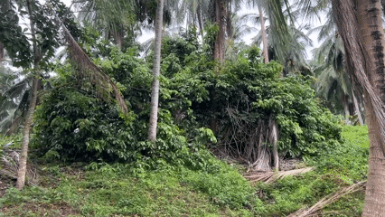 Peaceful cows graze among coconut palms in Thai countryside