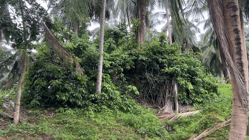 Peaceful cows graze among coconut palms in Thai countryside