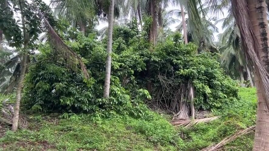 Peaceful cows graze among coconut palms in Thai countryside