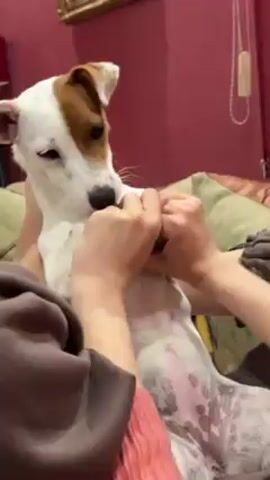 A Jack Russell terrier is sitting upright in the lap of a person wearing a brown hoodie and pink sweater. The person holds the dog's front paws and rhythmically bounces the dog while singing to it, causing the dog to open its mouth and show its teeth and tongue. The dog is white with tan markings on its head. They are sitting on a couch with green and gold floral cushions. The background includes a red-painted wall, a gold-framed picture, and a lamp.